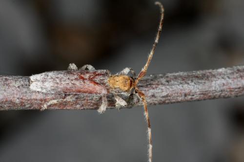 Réf. 311 685 : Deroplia genei